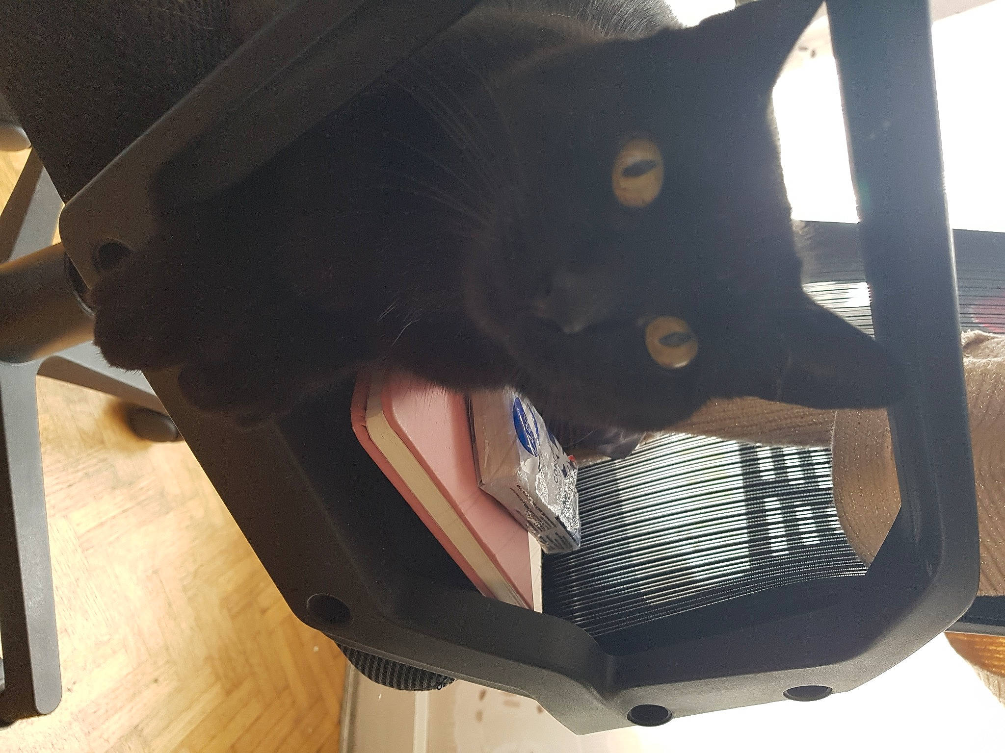 Jaïna participe au concours pour gagner de l'argent avec cette photo : auto_part, automotive_design, automotive_exterior, automotive_lighting, bag, baggage, carnivore, cat, chair, comfort, fashion_accessory, felidae, luggage_and_bags, mammal, personal_protective_equipment, small_to_medium_sized_cats, tail, vertebrate, whiskers, window