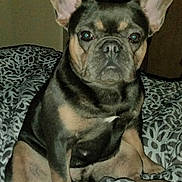 Bootsy joined the competition — help win amazing prizes! dog, french_bulldog, pet, animal, bed, indoor, ears, sitting, fur, black_and_tan, face, canine, cute, companion, domestic, portrait, looking, paw, blanket, expression