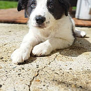 Baloo participe au concours pour gagner de l'argent avec cette photo : puppy, dog, black_and_white, cute, lying_down, outdoor, concrete, young, pet, animal, fur, close_up, portrait, paw, expression, sunlight, background_blur, adorable, canine, resting