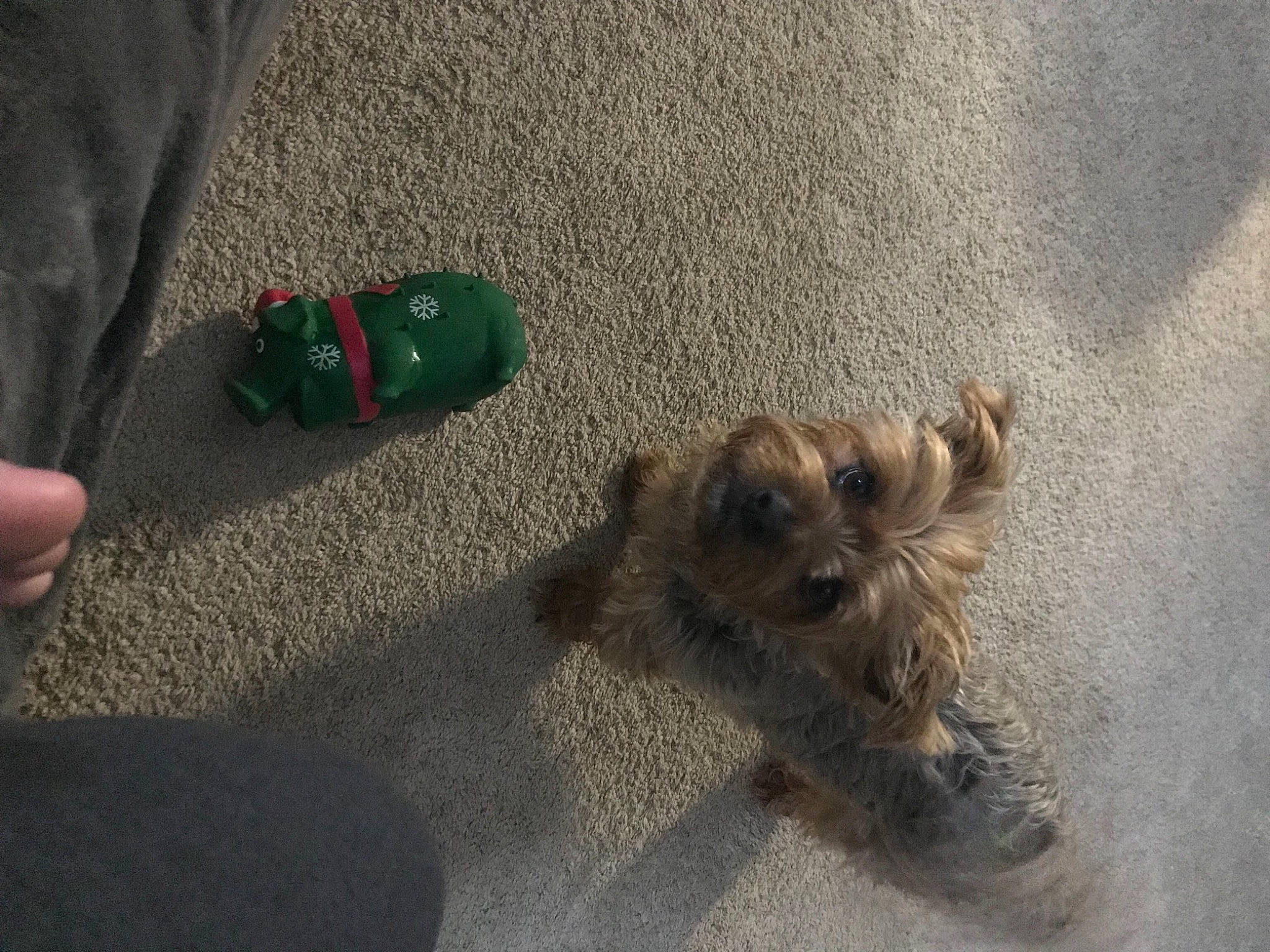 Georgie joined the competition — help win amazing prizes! asphalt, carmine, carnivore, companion_dog, dog, dog_breed, dog_supply, fawn, flooring, foot, fur, paw, road_surface, sand, shadow, small_terrier, tail, terrier, toy_dog, working_animal