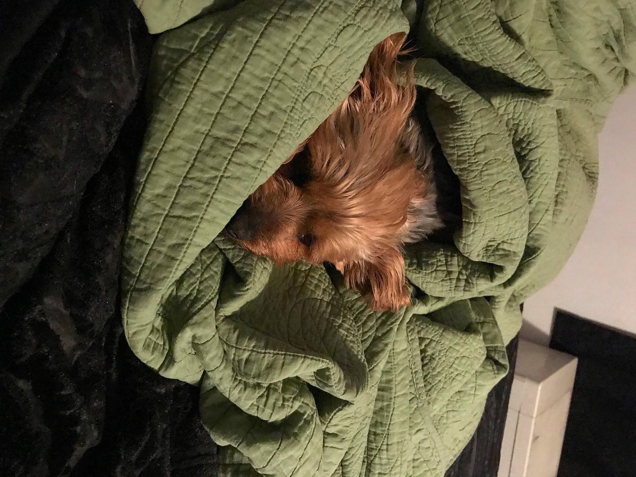 Georgie joined the competition — help win amazing prizes! bat, beard, branch, carnivore, close_up, fawn, feather, felidae, fur, illustration, plant, small_to_medium_sized_cats, snout, tree, trunk, twig, whiskers, wildlife, wing, wood