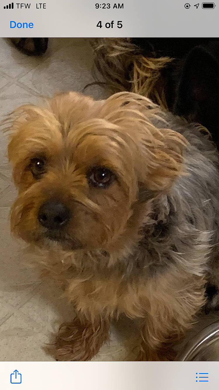 Georgie is registered to the contest to win money with this photo: biewer_terrier, blond, canidae, carnivore, companion_dog, dog, dog_breed, fawn, fur, liver, poodle_crossbreed, puppy_love, small_terrier, sporting_group, terrestrial_animal, terrier, toy_dog, whiskers, working_animal, yorkipoo