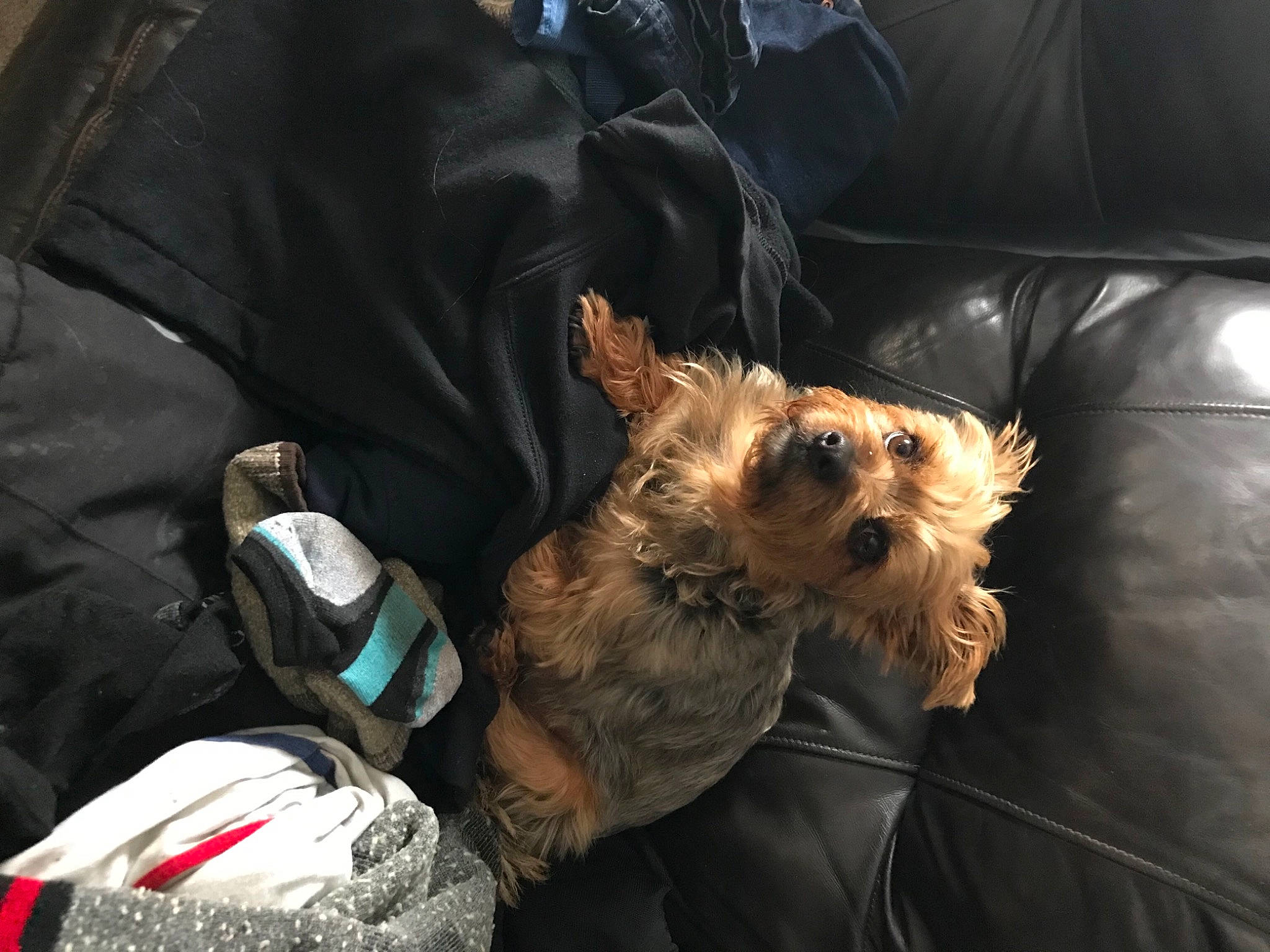 Georgie joined the competition — help win amazing prizes! bag, canidae, carnivore, comfort, companion_dog, dog, dog_breed, dog_clothes, dog_supply, fawn, fur, small_terrier, snout, sporting_group, sunglasses, terrier, toy_dog, vertebrate, working_animal, yorkshire_terrier