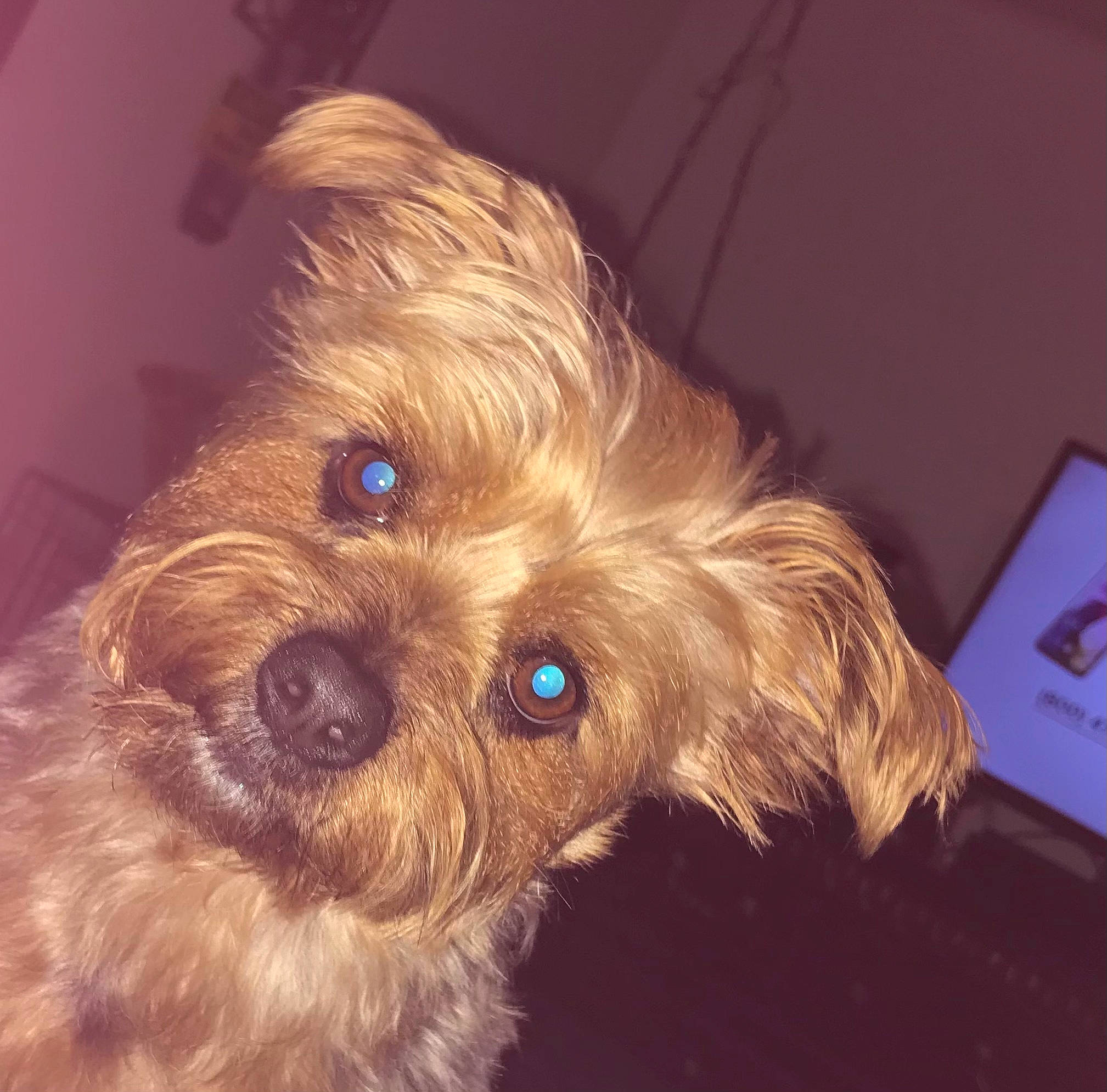 Georgie joined the competition — help win amazing prizes! biewer_terrier, canidae, carnivore, companion_dog, dog, dog_breed, dog_clothes, fawn, fur, liver, puppy_love, small_terrier, snout, sporting_group, terrier, toy, toy_dog, whiskers, working_animal, yorkipoo