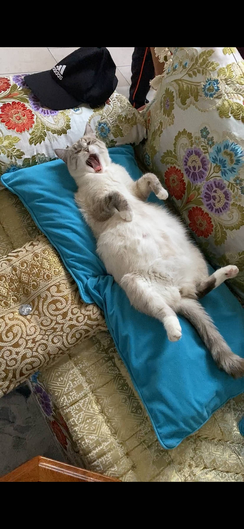 Habibba a rejoint le concours — aidez-le/la à gagner de superbes lots ! blue, canidae, carnivore, cat, chair, comfort, companion_dog, dog_breed, domestic_short_haired_cat, fawn, felidae, fur, linens, paw, room, small_to_medium_sized_cats, sporting_group, tail, textile, whiskers