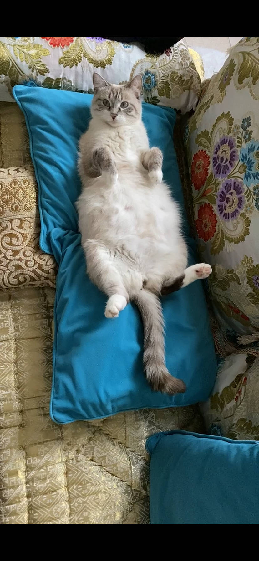 Habibba a rejoint le concours — aidez-le/la à gagner de superbes lots ! blue, carnivore, cat, cat_supply, chair, claw, comfort, fawn, felidae, fur, linens, room, sitting, small_to_medium_sized_cats, tail, whiskers