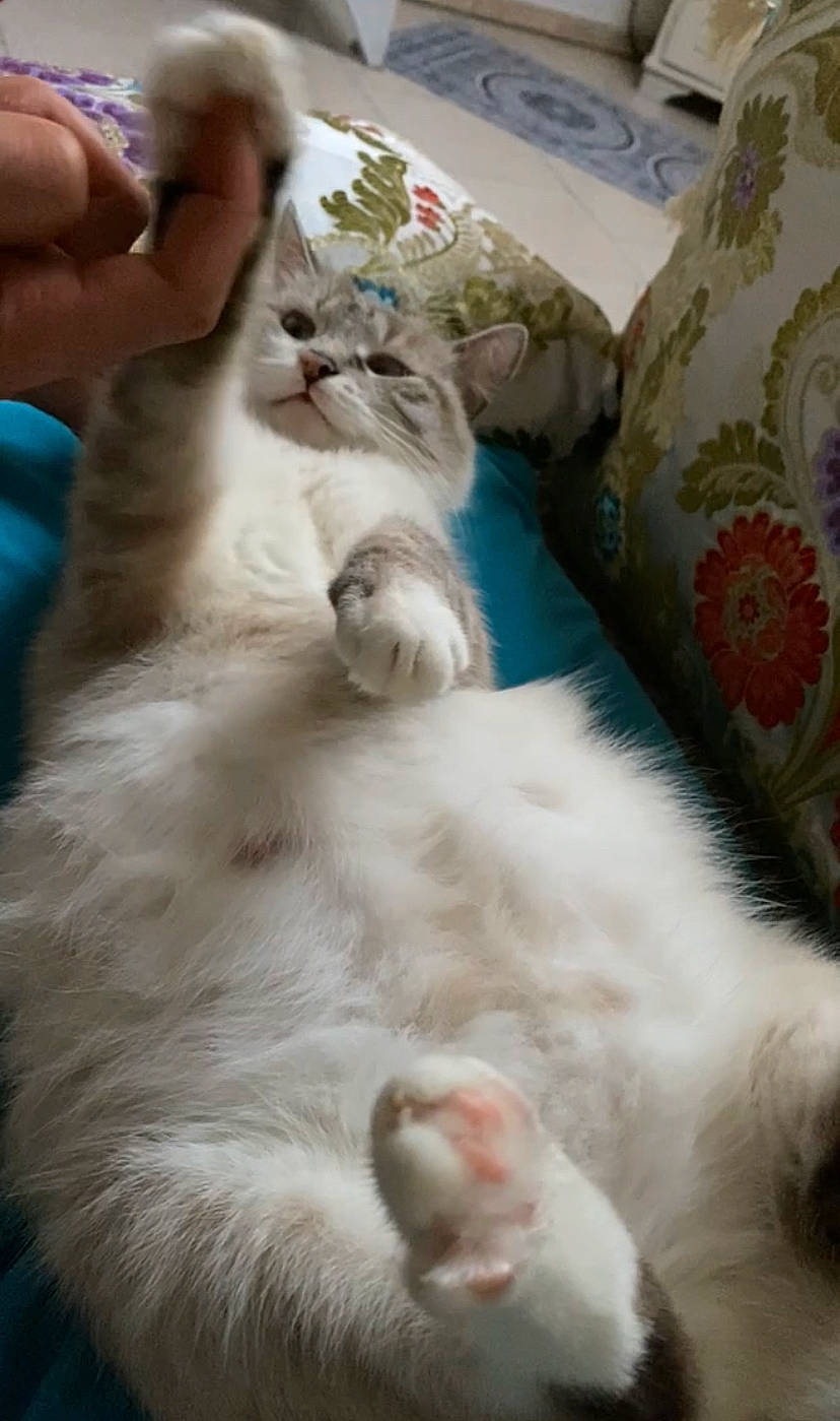 Habibba participe au concours pour gagner de l'argent avec cette photo : bed, bedding, carnivore, cat, claw, comfort, companion_dog, dog_breed, fang, felidae, fur, linens, nap, paw, ragdoll, small_to_medium_sized_cats, sporting_group, tail, whiskers