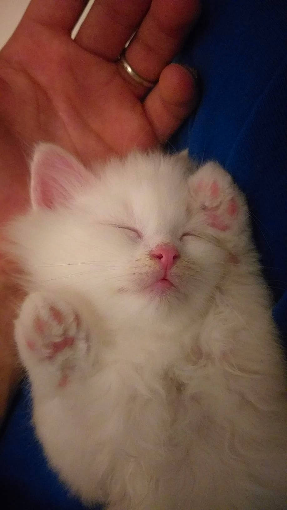 Poupya a rejoint le concours — aidez-le/la à gagner de superbes lots ! carnivore, cat, close_up, comfort, fawn, felidae, fur, gesture, nail, natural_material, paw, small_to_medium_sized_cats, whiskers