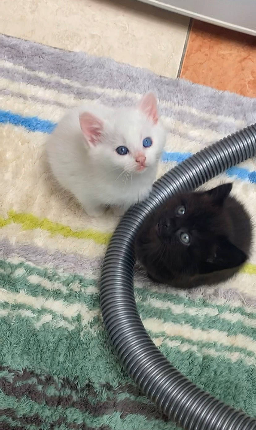 Arc-en-ciel participe au concours pour gagner de l'argent avec cette photo : blue, bombay, carnivore, cat, claw, comfort, domestic_short_haired_cat, fawn, felidae, fur, grey, iris, paw, small_to_medium_sized_cats, snout, tail, whiskers