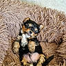 puppy, dog, sleeping, fluffy_rug, cute, pet, fur, small_dog, cozy, indoors, relaxed, animal, black_and_tan, paw, belly_up, adorable, resting, home, soft_texture, young