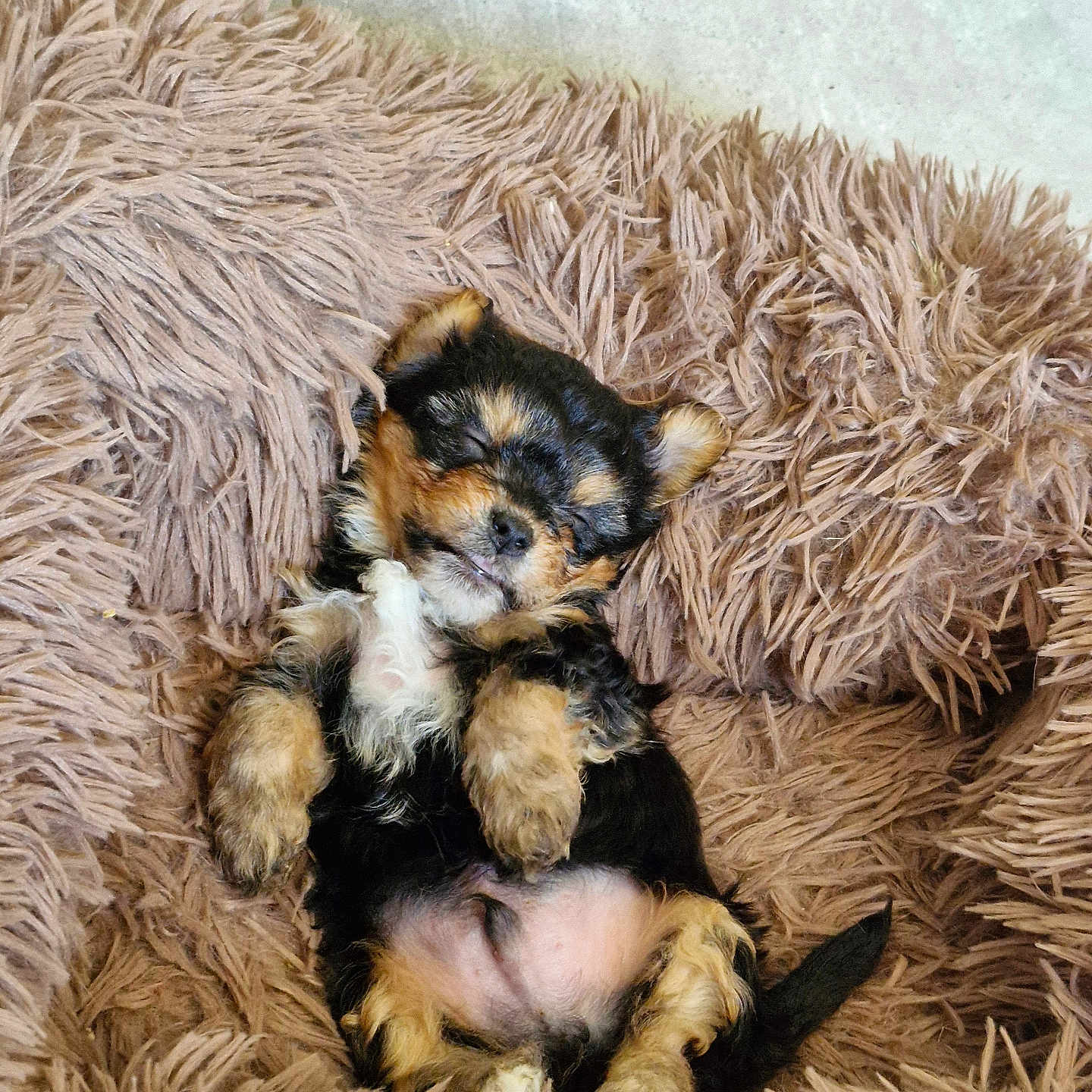 Pipper a rejoint le concours — aidez-le/la à gagner de superbes lots ! puppy, dog, sleeping, fluffy_rug, cute, pet, fur, small_dog, cozy, indoors, relaxed, animal, black_and_tan, paw, belly_up, adorable, resting, home, soft_texture, young