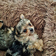 Bonita participe au concours pour gagner de l'argent avec cette photo : puppy, dog, pet, fluffy, fur, cute, animal, young_dog, lying_down, brown_rug, indoor, cozy, small_dog, looking_up, relaxed, adorable, companion, soft_texture, domestic_animal, playful