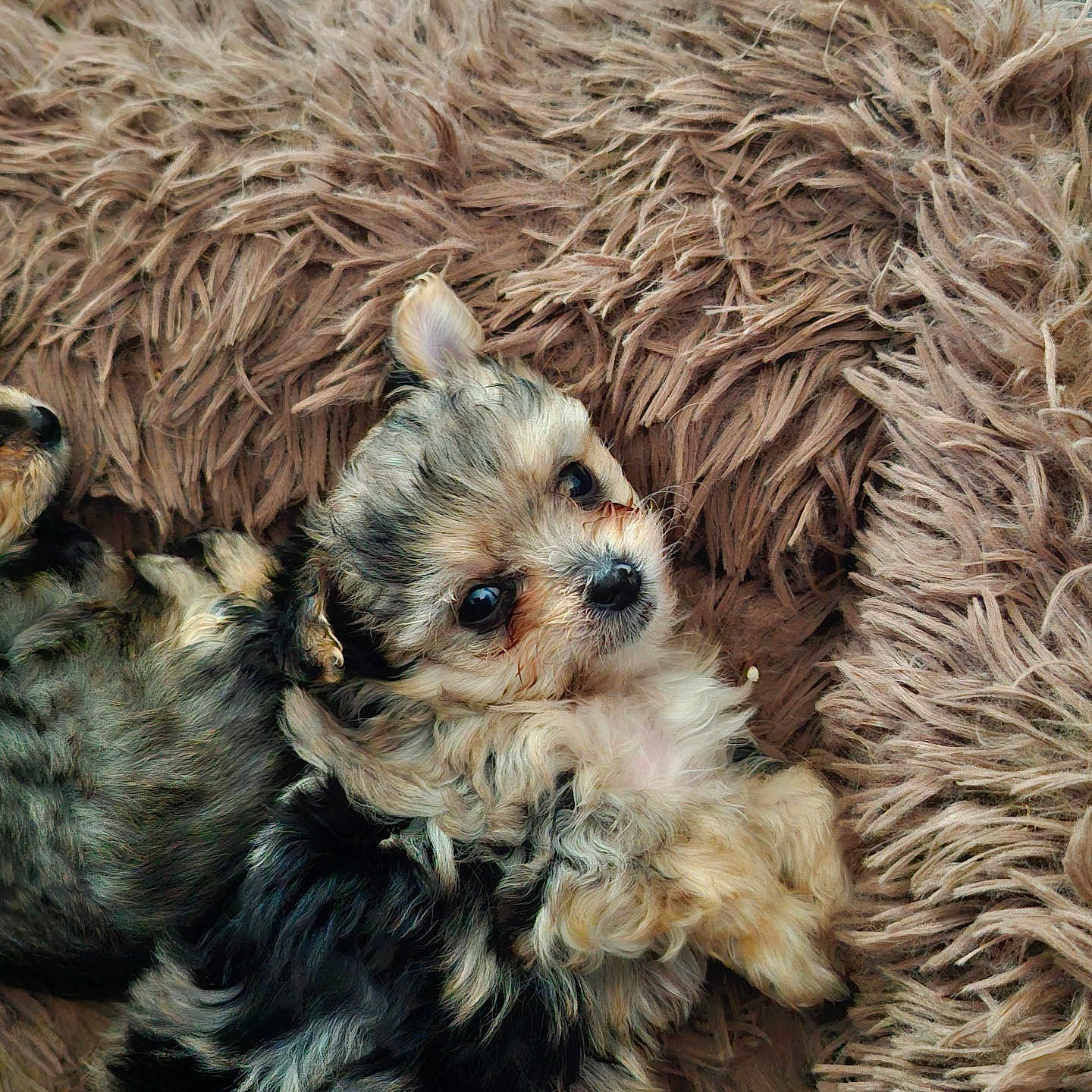 Bonita