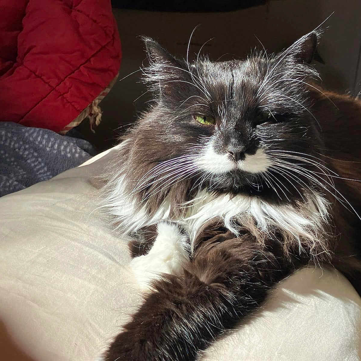Nayla