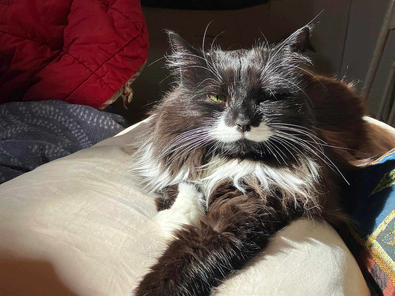 Nayla