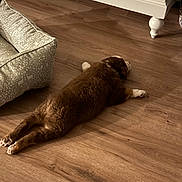 Tootsie is registered to the contest to win money with this photo: puppy, dog, brown, white, floor, wooden_floor, dog_bed, bed, resting, lying_down, indoor, pet, cute, fluffy, relaxed, animal, home, cozy, furniture, pattern