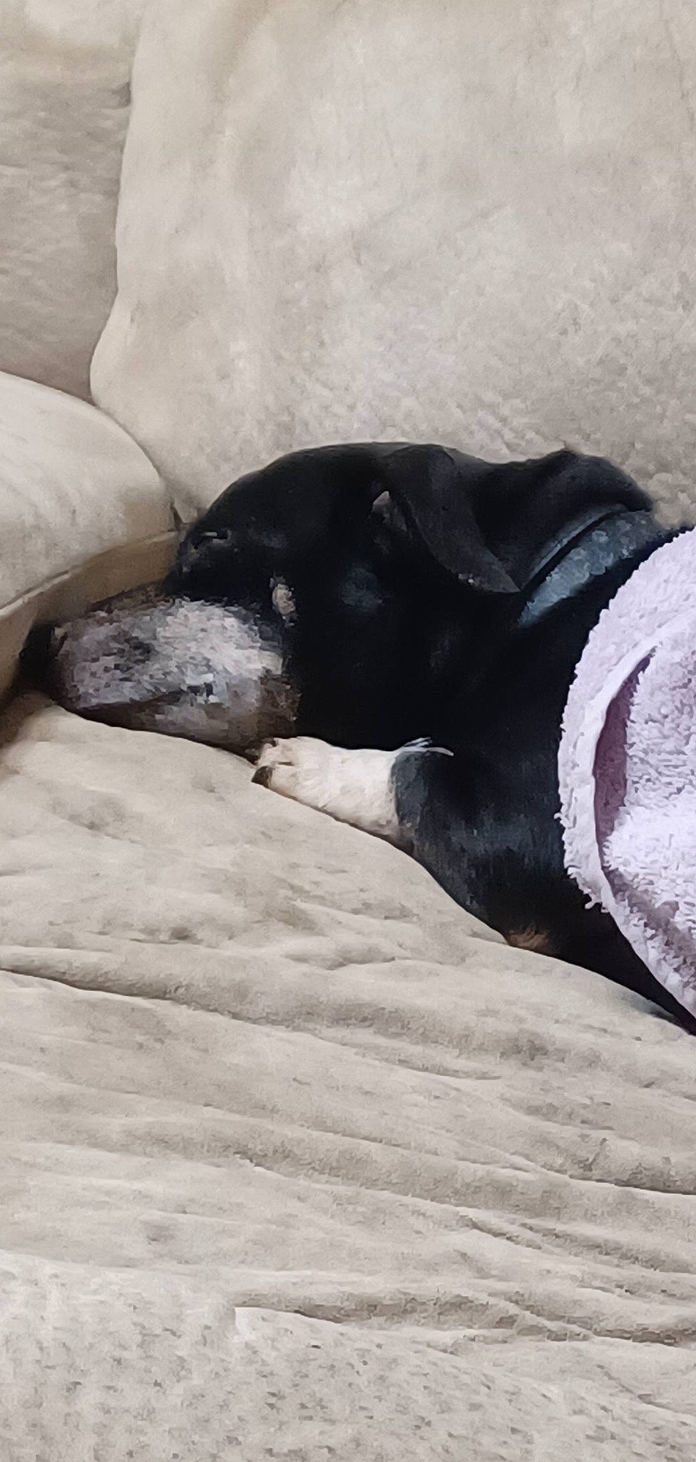 Dobby joined the competition — help win amazing prizes! carmine, carnivore, cloud, comfort, companion_dog, dog, dog_breed, foot, freezing, fur, grey, human_leg, linens, snout, snow, sporting_group, terrestrial_animal, whiskers, winter, working_animal