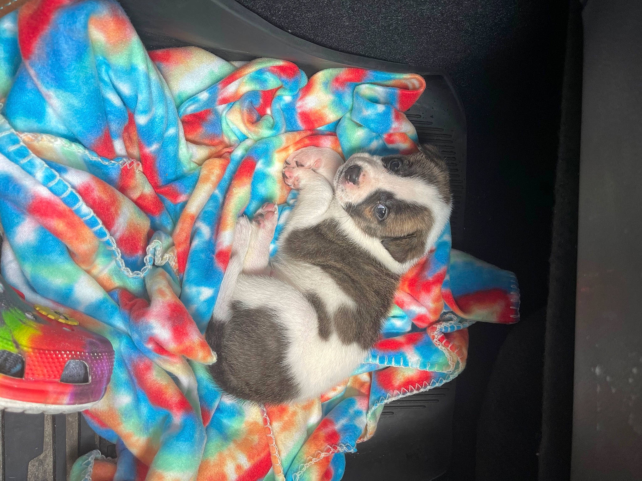 Mouse is registered to the contest to win money with this photo: art, azure, carnivore, companion_dog, dog_breed, electric_blue, fawn, felidae, fictional_character, graffiti, paint, painting, pattern, small_to_medium_sized_cats, snout, tail, textile, tree, visual_arts, whiskers