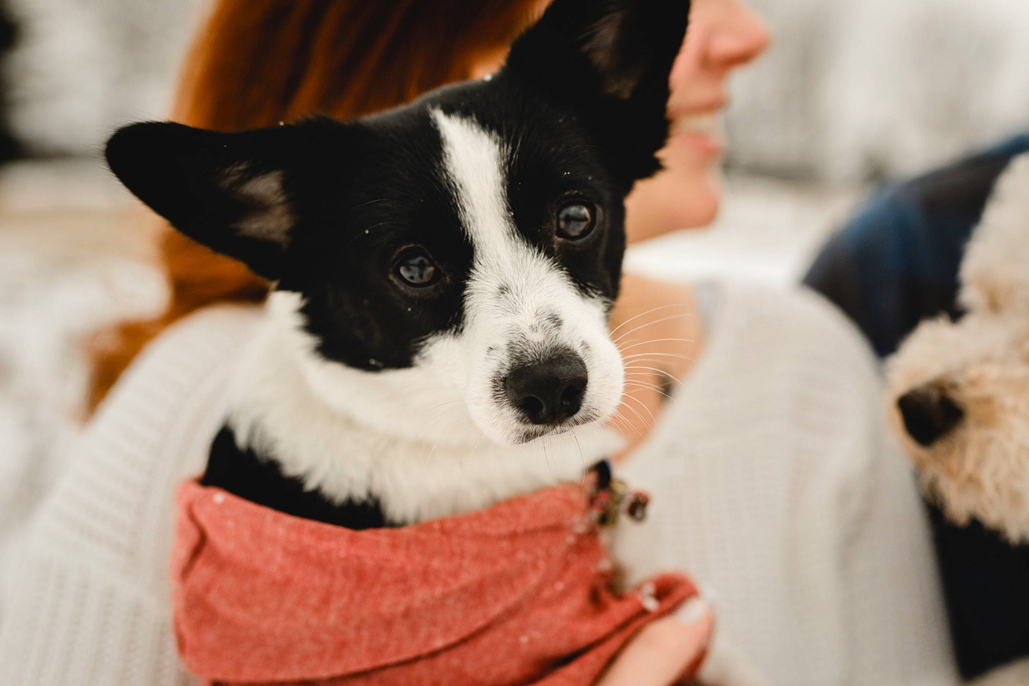 Millie joined the competition — help win amazing prizes! canidae, carnivore, companion_dog, dog, dog_breed, dog_supply, ear, fawn, fur, non_sporting_group, paw, snout, sporting_group, terrestrial_animal, toy_dog, whiskers, working_animal, working_dog