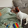 Jana participe au concours pour gagner de l'argent avec cette photo : dog, jack_russell_terrier, pet, sitting, couch, blanket, pillow, living_room, indoor, toy, pop_it, rainbow, figurine, white_fur, brown_fur, pointed_ears, short_hair, animal, home, playtime