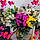 Liliane S.