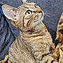 cat, tabby_cat, pet, feline, animal, whiskers, ears, green_eyes, fur, striped, blanket, cozy, indoor, resting, looking_up, close_up, cute, domestic_cat, soft_texture, comfort