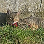 cat, tabby_cat, grass, stone_wall, outdoor, sunlight, pet, animal, fur, leash, harness, relaxed, nature, mammal, greenery, daylight, resting, cute, closeup, calm