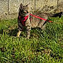 cat, tabby_cat, harness, leash, grass, outdoor, sunlight, stone_wall, pet, animal, feline, curious, alert, nature, greenery, daylight, standing, looking_away, fur, whiskers
