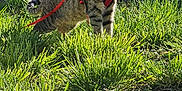 Volt participe au concours pour gagner de l'argent avec cette photo : alert, animal, cat, curious, daylight, domestic_animal, door, grass, greenery, harness, leash, mammal, nature, outdoor, pet, standing, stone_wall, sunlight, tabby_cat, yard