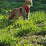 cat, tabby_cat, harness, leash, grass, outdoor, sunlight, alert, animal, pet, nature, greenery, yard, stone_wall, door, curious, standing, daylight, mammal, domestic_animal