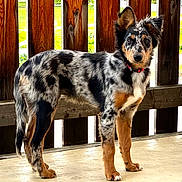 Aston a rejoint le concours — aidez-le/la à gagner de superbes lots ! alert, animal, black, brown, canine, collar, curious, dog, ears_up, fur_pattern, merle_coat, natural_light, outdoor, pet, porch, standing, tan, white, wooden_fence, young_dog