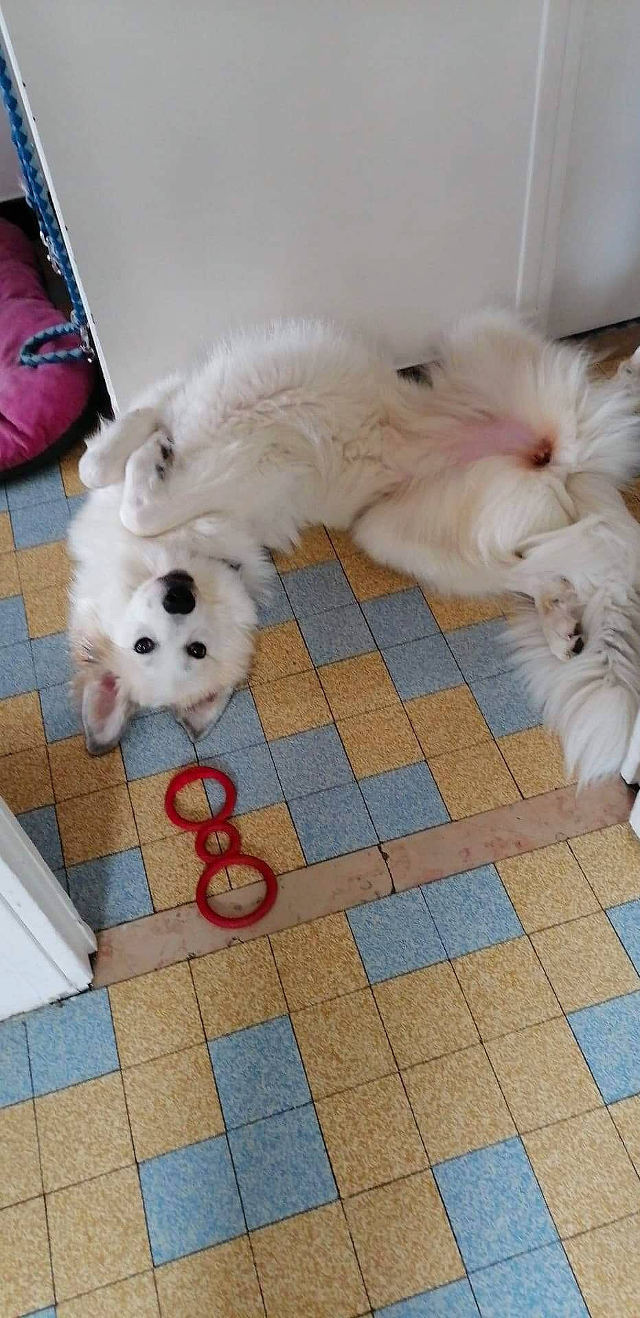 Kyara participe au concours pour gagner de l'argent avec cette photo : canidae, carnivore, companion_dog, dog, dog_breed, dog_supply, fawn, floor, flooring, fur, mammal, paw, sidewalk, snout, sporting_group, tail, terrier, toy_dog, vertebrate, working_animal