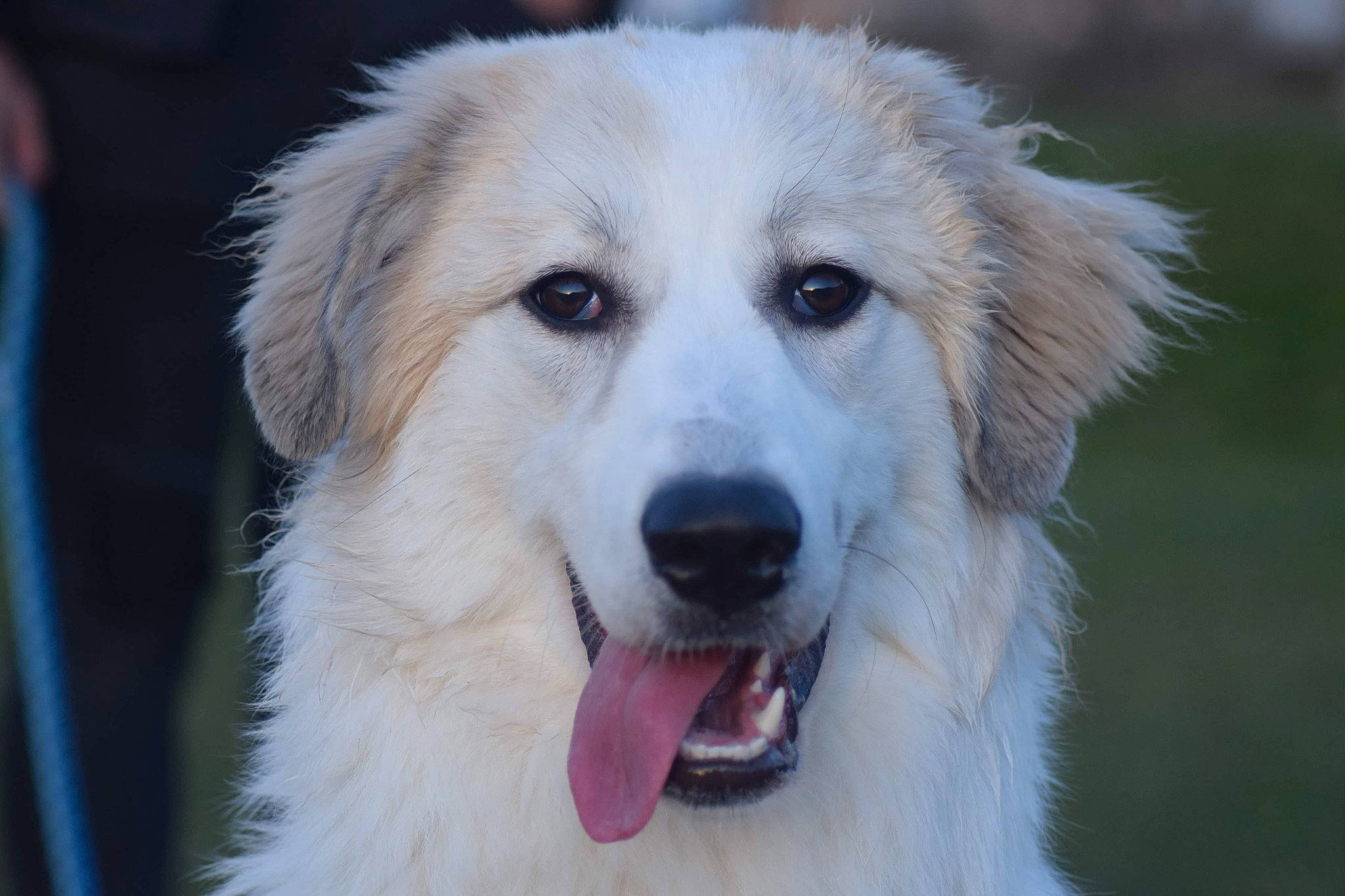 Kyara a rejoint le concours — aidez-le/la à gagner de superbes lots ! art, canidae, carnivore, companion_dog, dog, dog_breed, eye, fur, head, plant, snout, sporting_group, terrestrial_animal, whiskers, working_dog