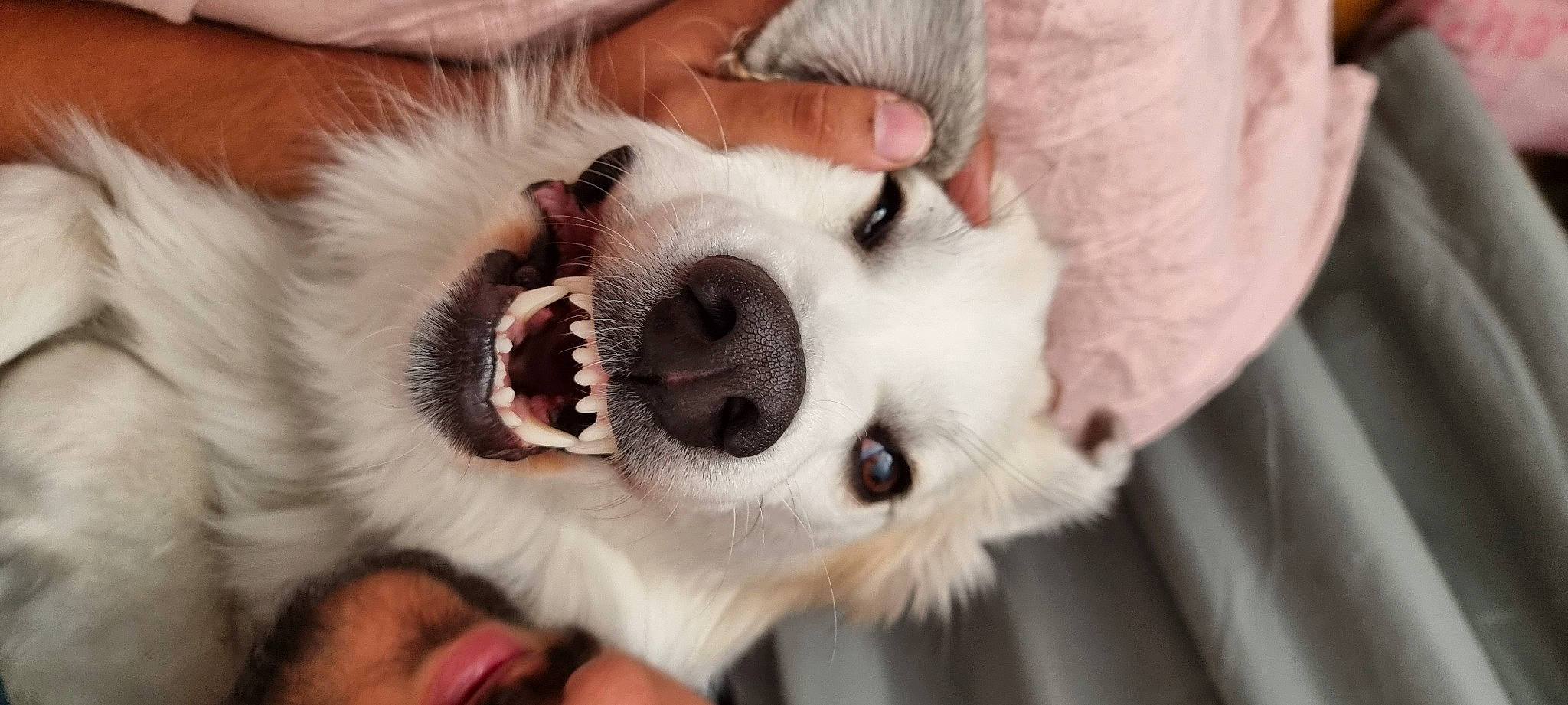 Kyara a rejoint le concours — aidez-le/la à gagner de superbes lots ! canidae, carnivore, companion_dog, dog, dog_breed, ear, eyelash, fang, fawn, felidae, fur, german_spitz, paw, puppy_love, small_to_medium_sized_cats, sporting_group, toy_dog, volpino_italiano, whiskers, working_animal