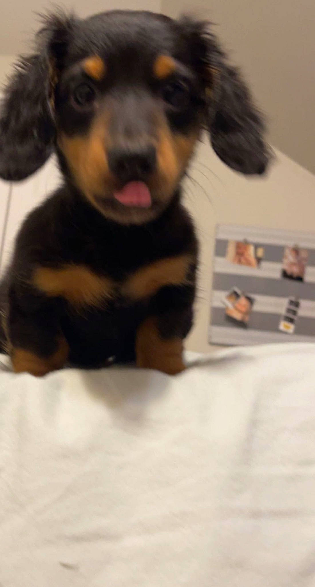 Franklin joined the competition — help win amazing prizes! canidae, carnivore, companion_dog, dog, dog_breed, fur, guard_dog, paw, pet_supply, pinscher, sporting_group, terrestrial_animal, toy_dog, whiskers, working_animal, working_dog