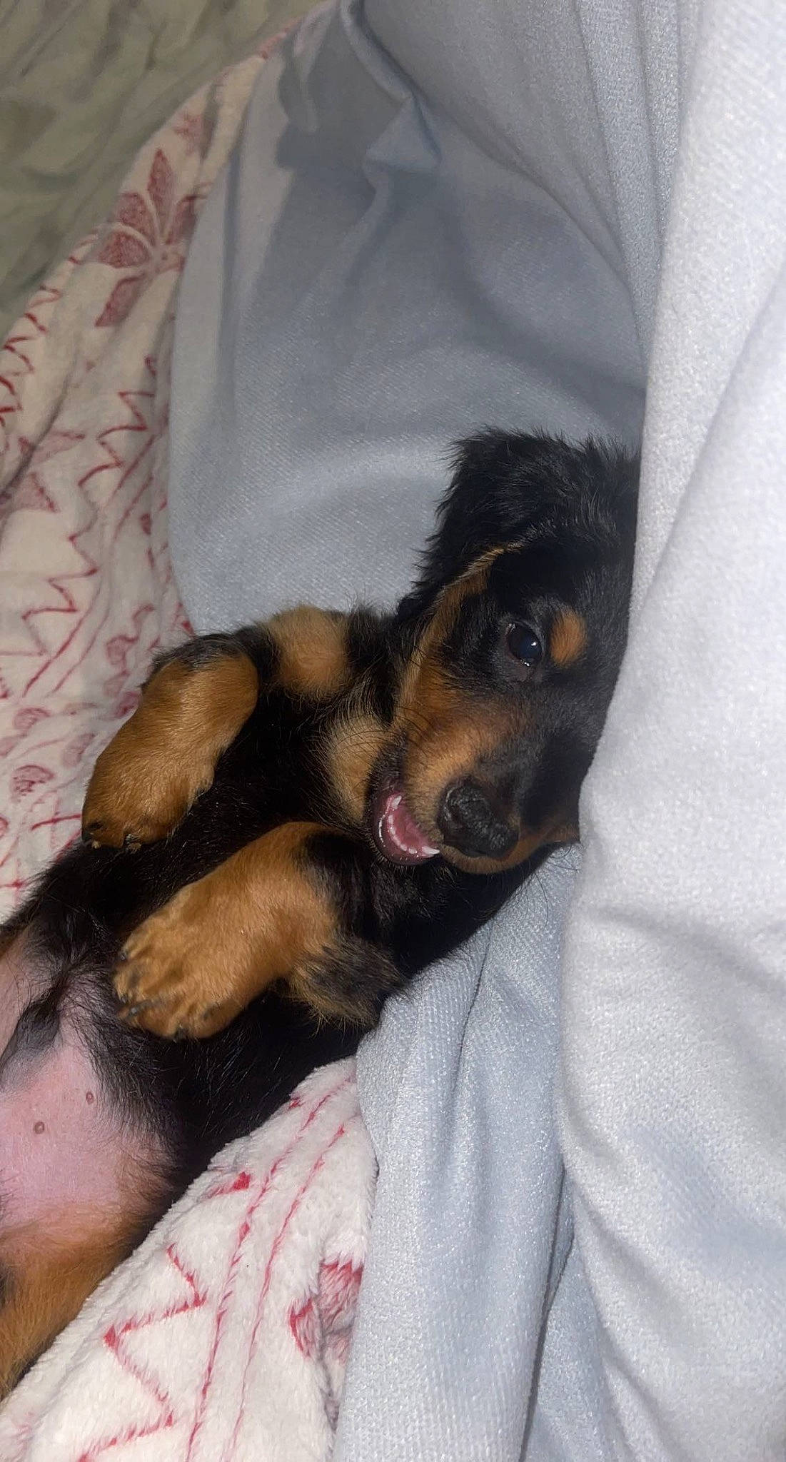 Franklin is registered to the contest to win money with this photo: bed, canidae, carnivore, comfort, companion_dog, dobermann, dog, dog_breed, ear, fawn, felidae, fur, guard_dog, linens, nap, paw, small_to_medium_sized_cats, snout, sporting_group, whiskers