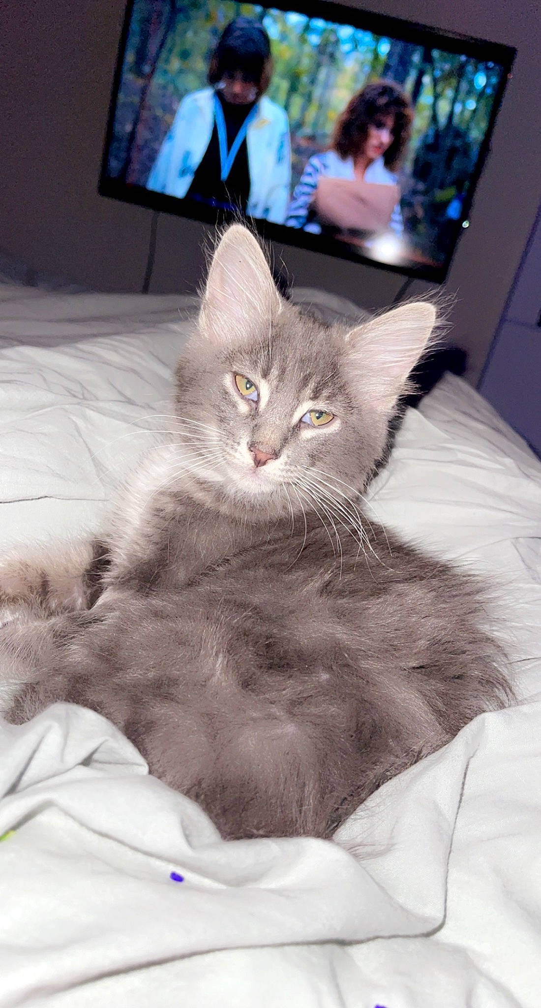 Ollie is registered to the contest to win money with this photo: bed, cable_television, carnivore, cat, cat_bed, claw, comfort, couch, display_device, domestic_short_haired_cat, felidae, fur, grey, paw, picture_frame, sitting, small_to_medium_sized_cats, tail, television, whiskers