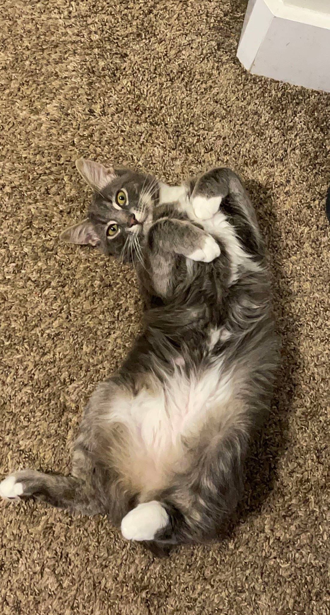 Ollie is registered to the contest to win money with this photo: carnivore, cat, claw, comfort, domestic_short_haired_cat, felidae, fur, grass, grey, monochrome, monochrome_photography, paw, small_to_medium_sized_cats, snout, tail, terrestrial_animal, whiskers