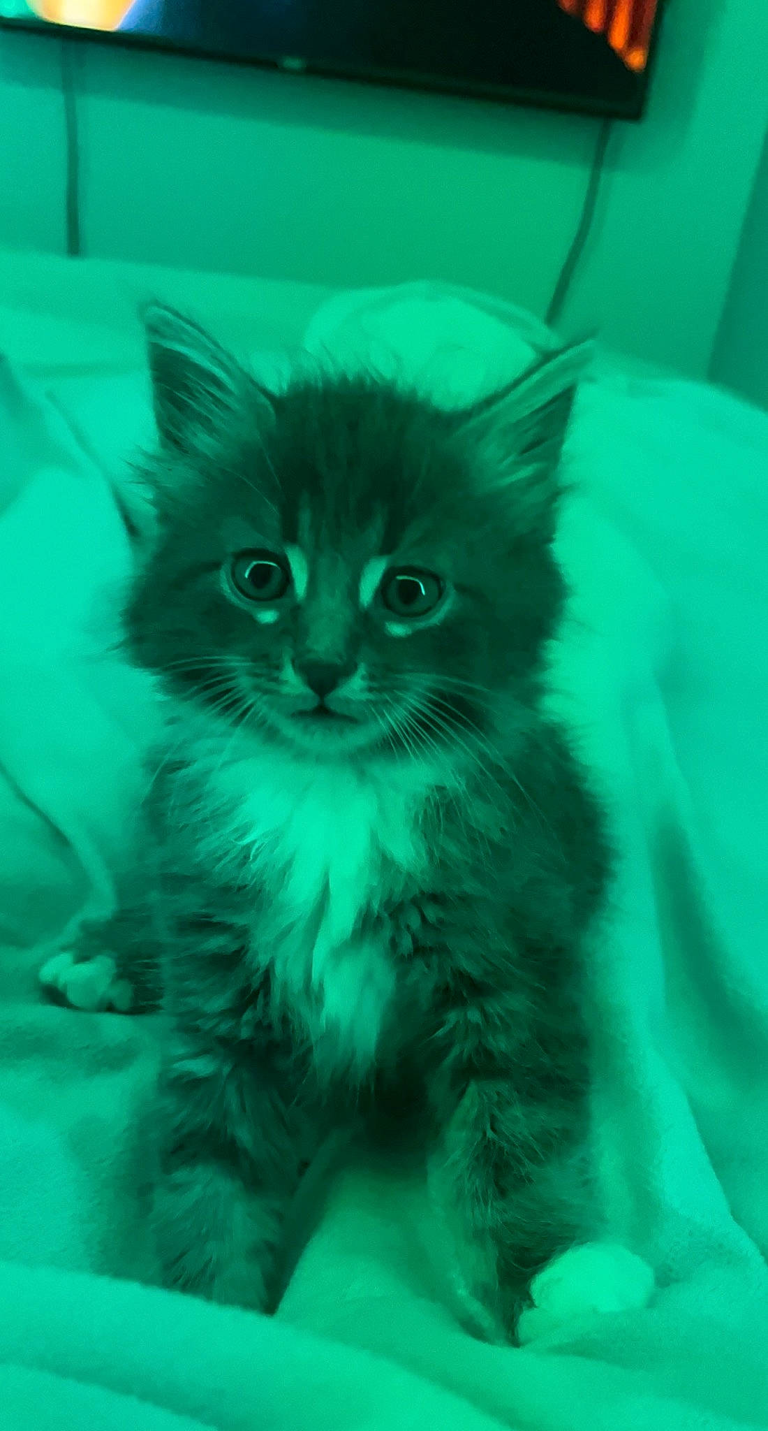 Ollie joined the competition — help win amazing prizes! british_longhair, carnivore, cat, electric_blue, felidae, fur, grass, maine_coon, small_to_medium_sized_cats, snout, tail, terrestrial_animal, whiskers