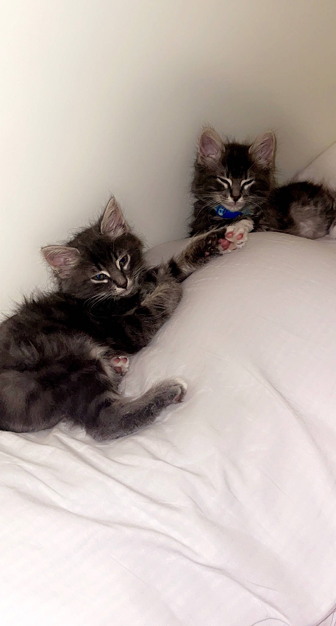 Ollie joined the competition — help win amazing prizes! bed, black_cat, carnivore, cat, claw, comfort, domestic_short_haired_cat, eye, felidae, fur, grey, maine_coon, nap, paw, sitting, small_to_medium_sized_cats, snout, tail, whiskers