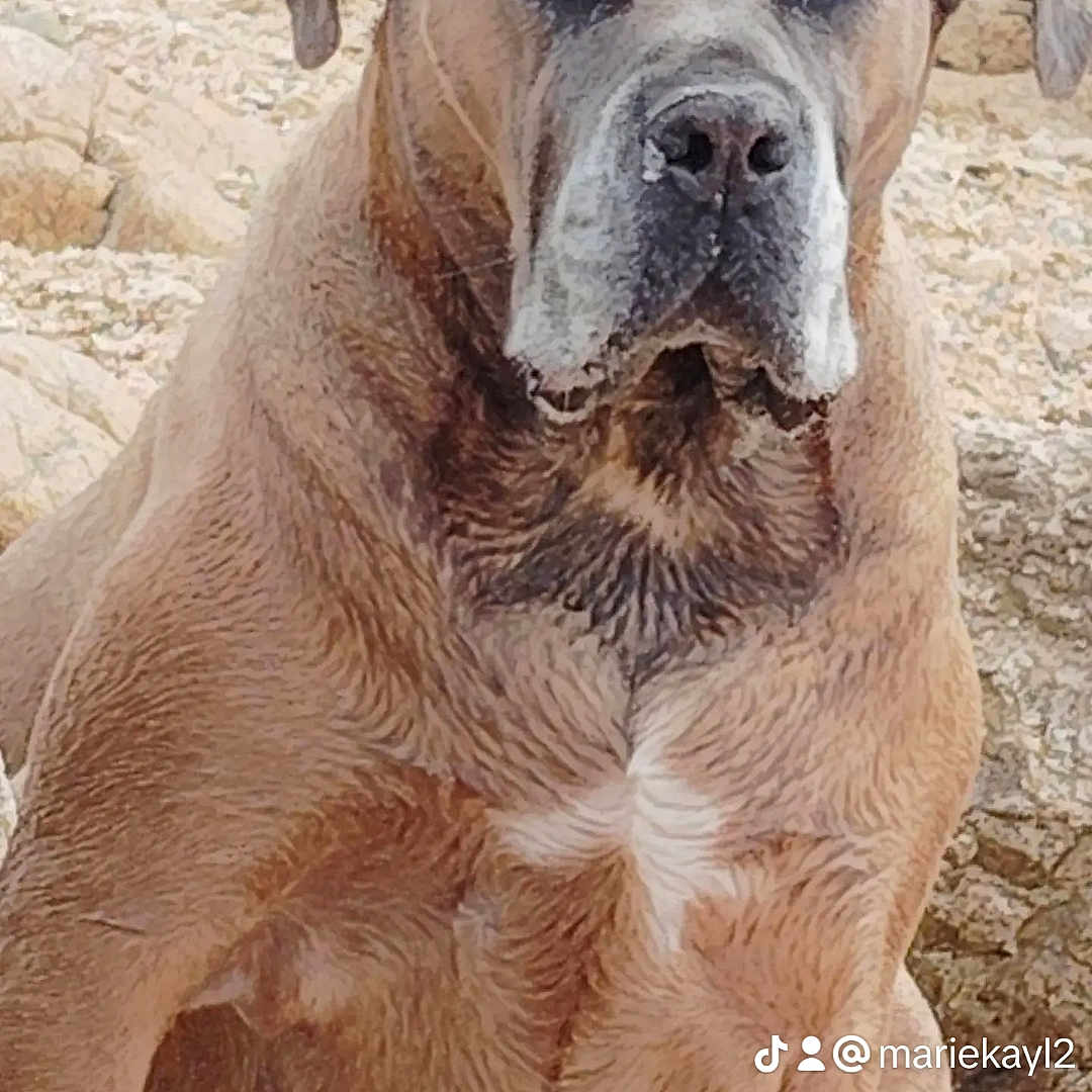 Marie Leroy participe au concours pour gagner de l'argent avec cette photo : animal, boxer, bulldog, canine, dog, greatdane, pet, pitbull, puppy, snout