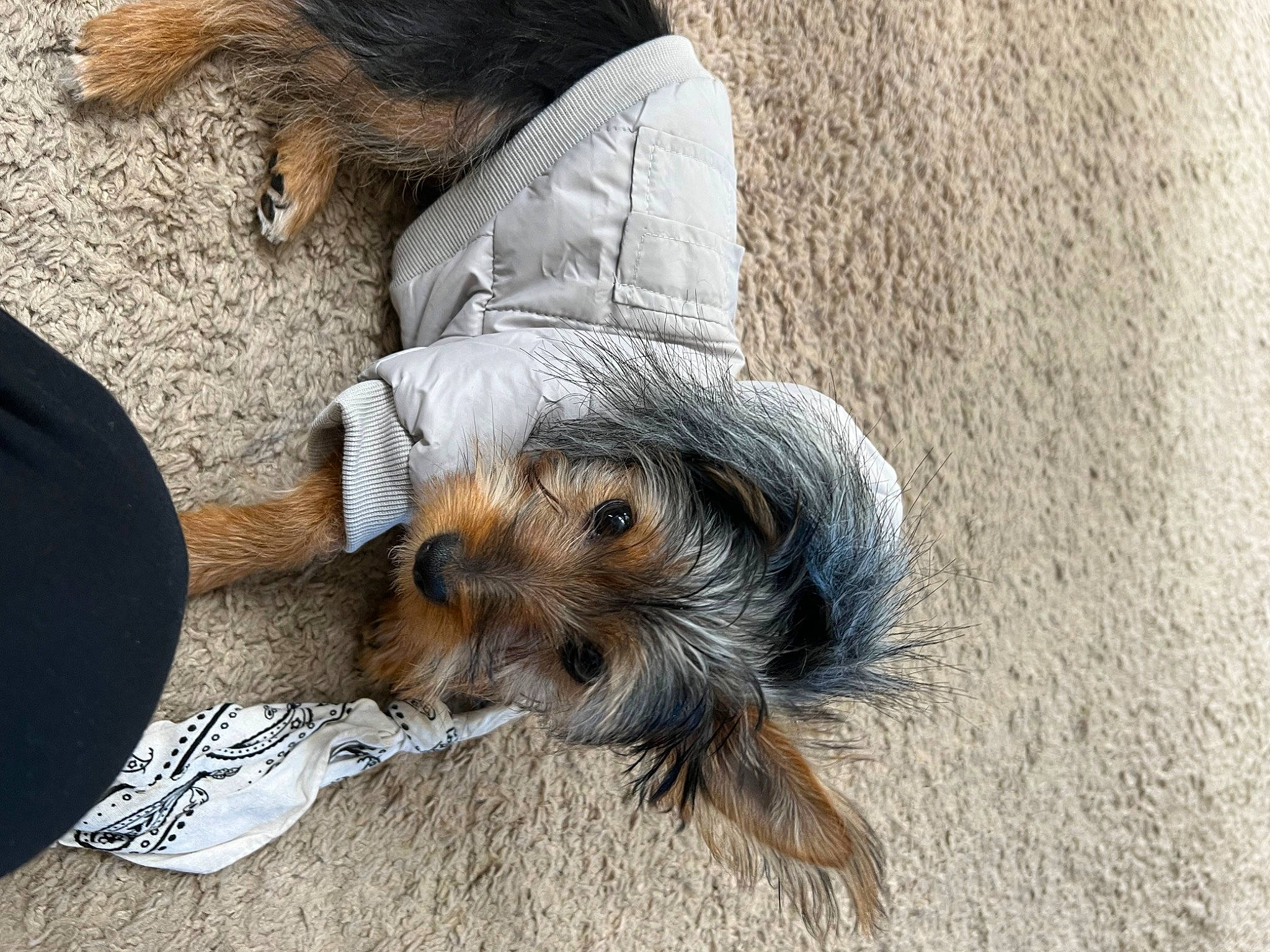 Boba joined the competition — help win amazing prizes! canidae, carnivore, comfort, companion_dog, dog, dog_breed, dog_clothes, dog_supply, fawn, fur, pet_supply, small_terrier, snout, sporting_group, tail, terrier, toy_dog, vertebrate, working_animal, working_terrier