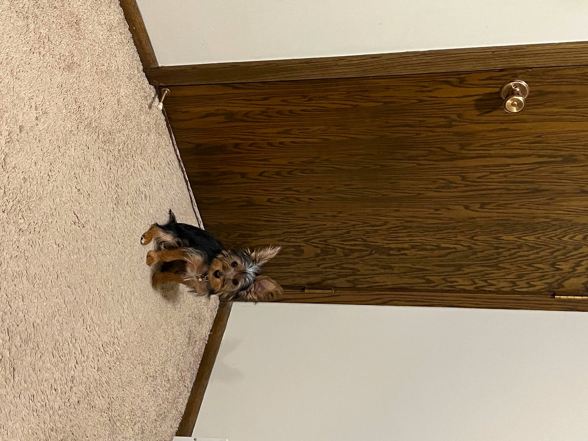 Boba is registered to the contest to win money with this photo: arthropod, bat, ceiling, felidae, flooring, hardwood, insect, membrane_winged_insect, metal, parasite, pattern, pest, plank, plywood, rectangle, small_to_medium_sized_cats, tail, window, wood, wood_stain