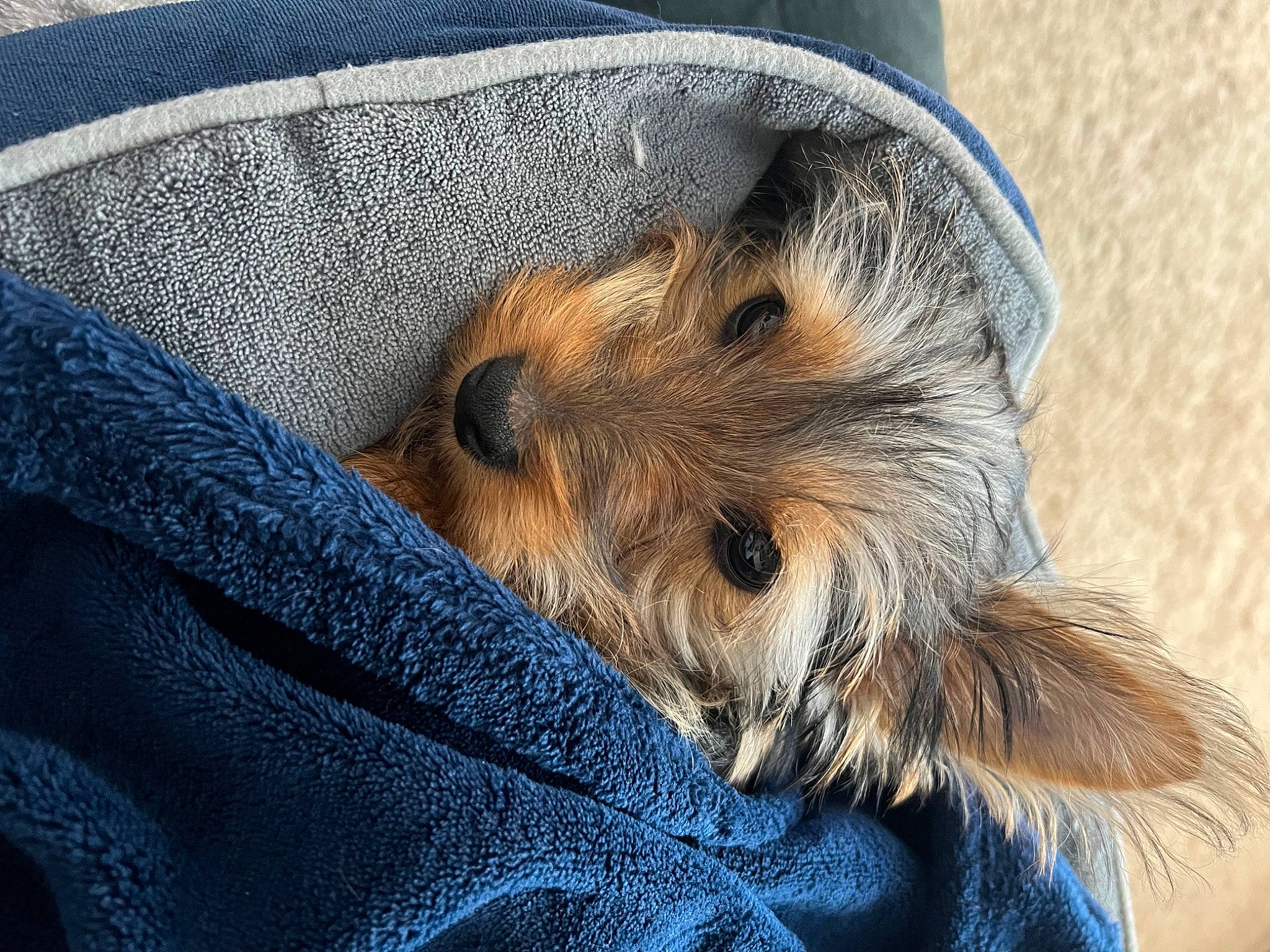 Boba joined the competition — help win amazing prizes! blue, canidae, carnivore, comfort, companion_dog, denim, dog, dog_breed, electric_blue, fawn, fur, radio, rodent, snout, sporting_group, terrestrial_animal, terrier, whiskers, wildlife