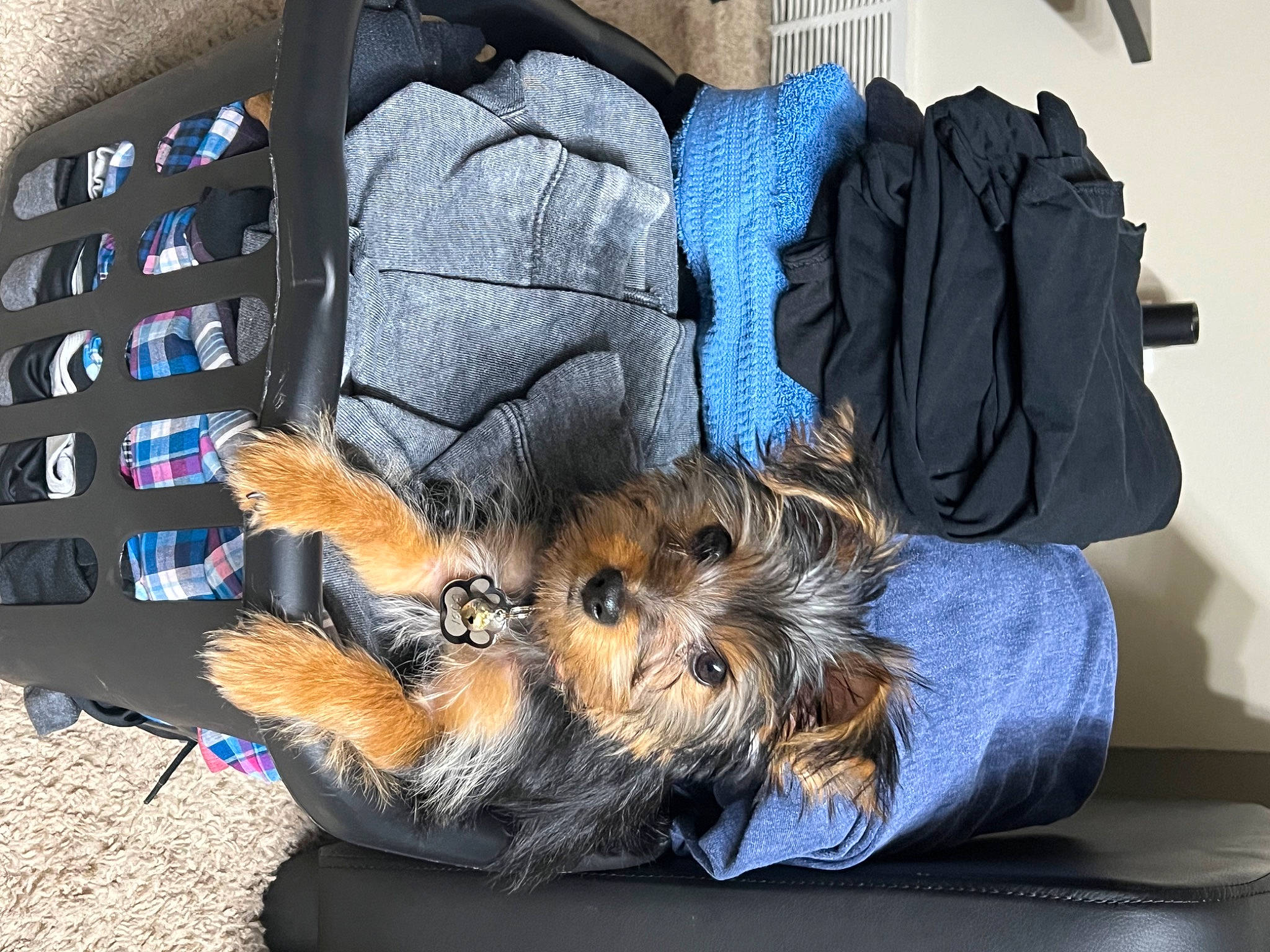 Boba joined the competition — help win amazing prizes! bag, canidae, carnivore, comfort, companion_dog, denim, dog, dog_breed, dog_supply, electric_blue, fashion_accessory, felidae, fur, luggage_and_bags, paw, sitting, small_terrier, terrier, textile, toy_dog