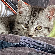 Goya a rejoint le concours — aidez-le/la à gagner de superbes lots ! kitten, cat, tabby, pet, animal, cute, feline, whiskers, ears, eyes, resting, blanket, cozy, indoor, closeup, fur, young, curious, cute_pet, domestic_animal