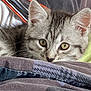 kitten, cat, tabby, pet, animal, cute, feline, whiskers, ears, eyes, resting, blanket, cozy, indoor, closeup, fur, young, curious, cute_pet, domestic_animal
