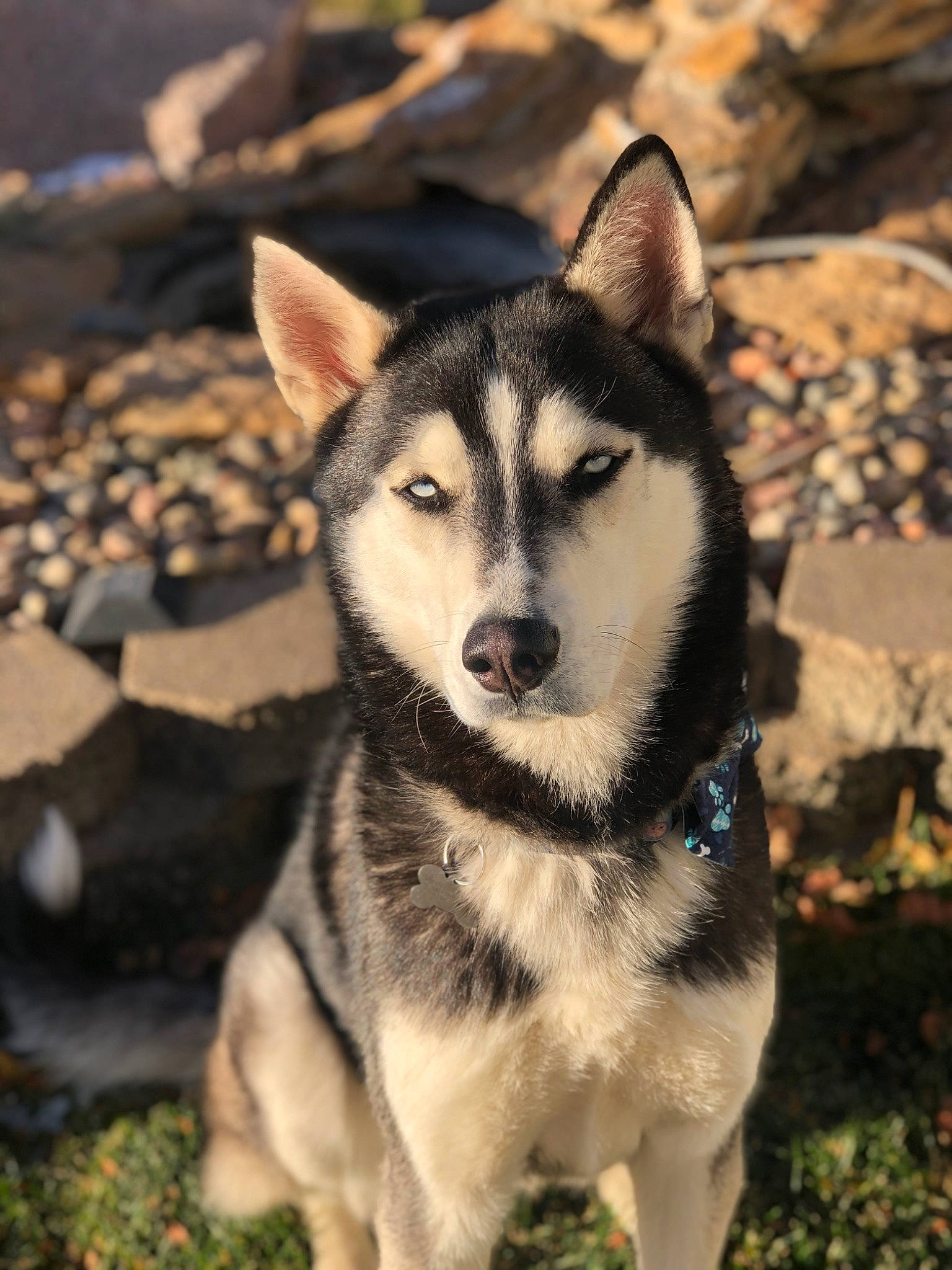 Togo joined the competition — help win amazing prizes! alaskan_klee_kai, ancient_dog_breeds, art, canidae, canis, canis_lupus_tundrarum, carnivore, companion_dog, dog, dog_breed, fur, grass, non_sporting_group, siberian_husky, sled_dog, sporting_group, terrestrial_animal, whiskers, wolf, working_dog