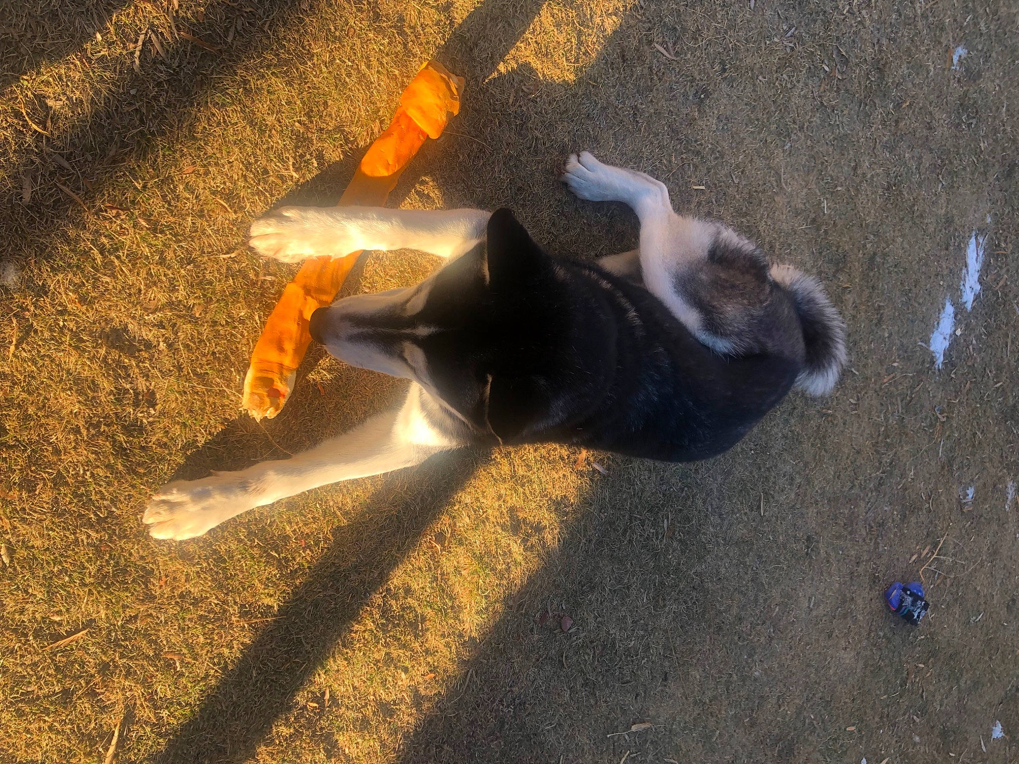 Togo is registered to the contest to win money with this photo: asphalt, canidae, carnivore, dog_breed, fawn, foot, fur, grass, heat, human_leg, landscape, paw, road_surface, sand, shadow, soil, sporting_group, tail, tints_and_shades, wood