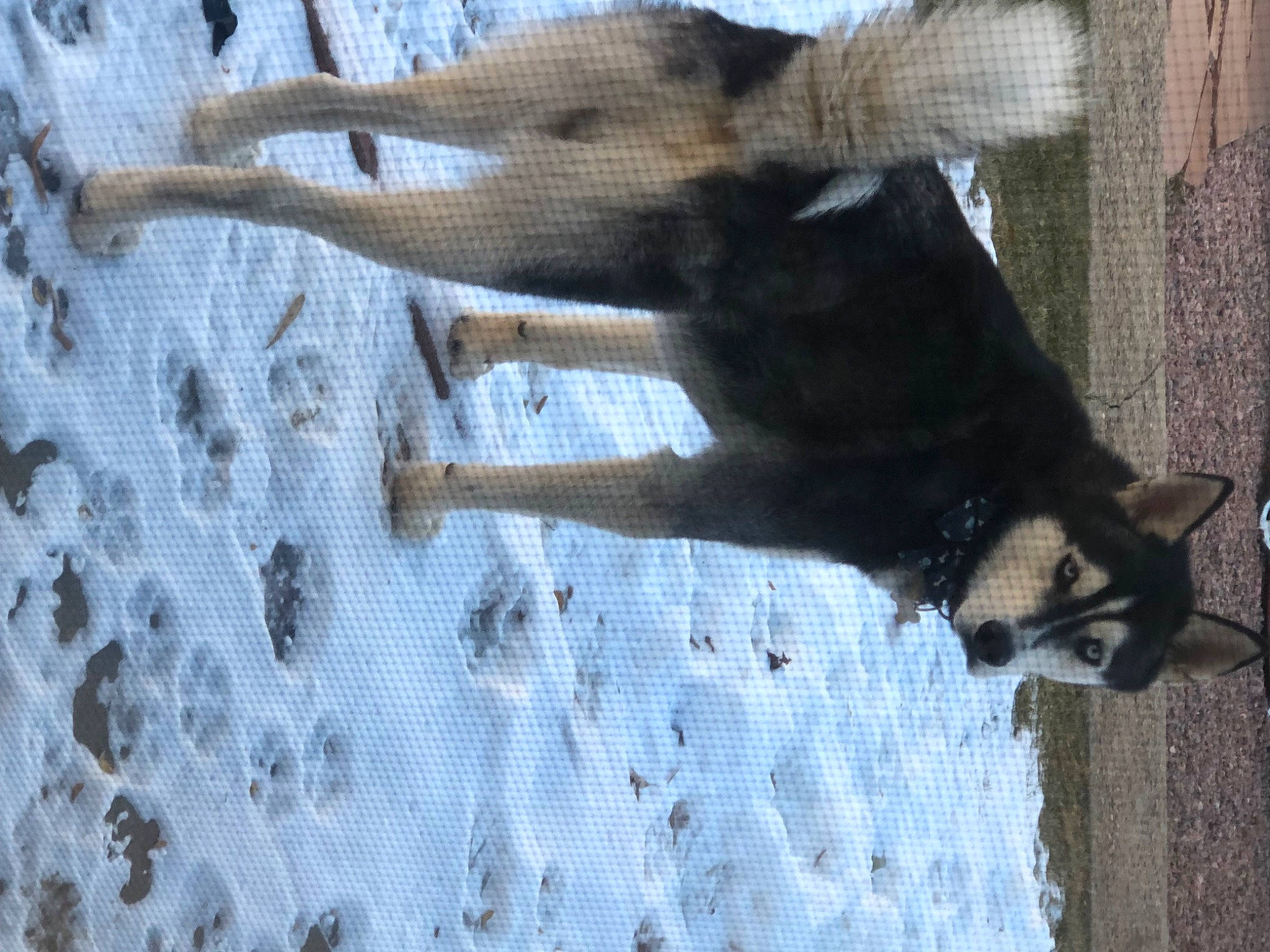 Togo joined the competition — help win amazing prizes! canidae, carnivore, dog, dog_breed, fawn, felidae, fur, pattern, paw, plant, snout, snow, sporting_group, tail, terrestrial_animal, tree, water, wildlife, window, winter